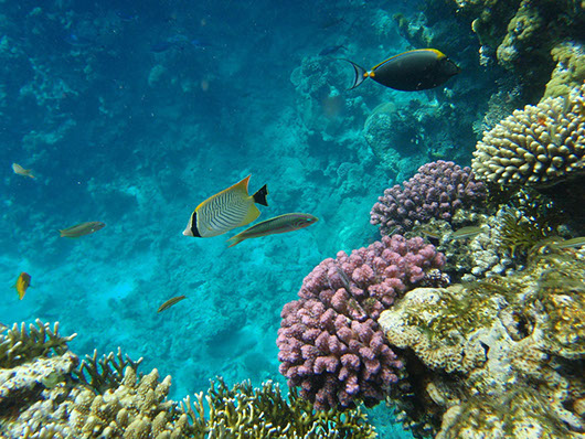barriera corallina e paesaggio marino di sharm el sheikh